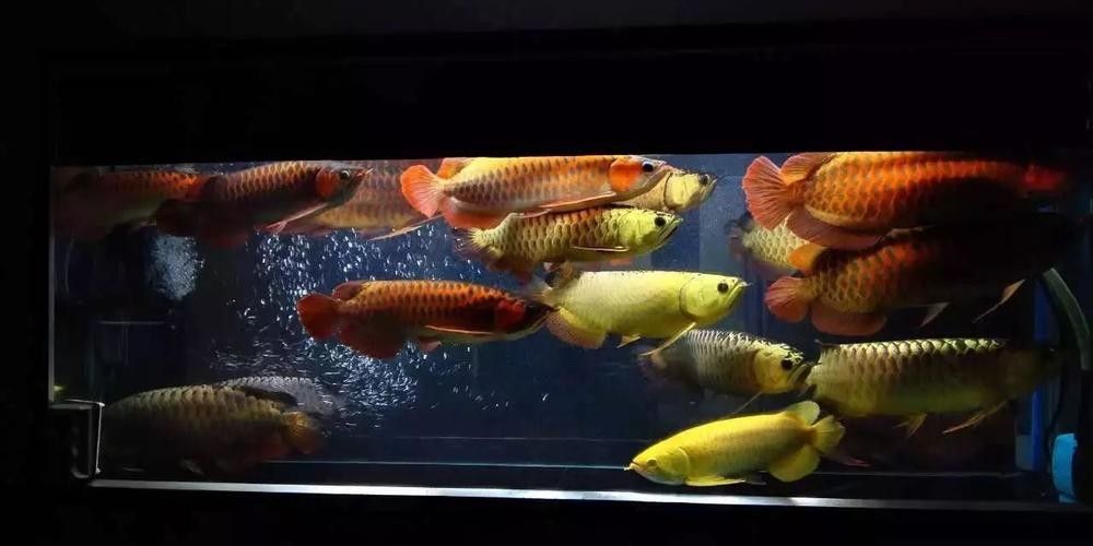 龍魚可以跟白化火箭混養嗎圖片