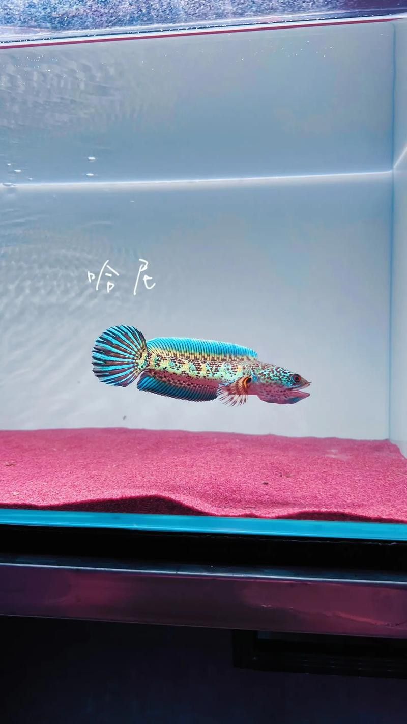 眼鏡蛇雷龍魚圖片