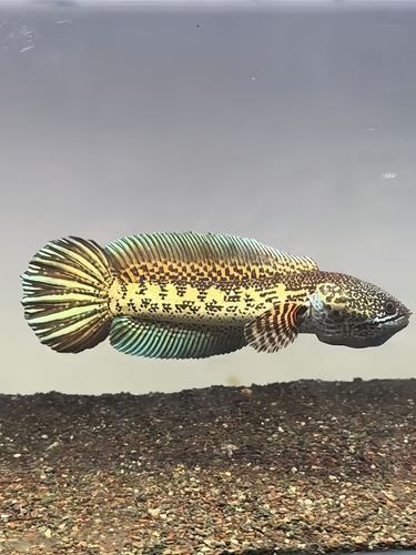 眼鏡蛇雷龍魚圖片