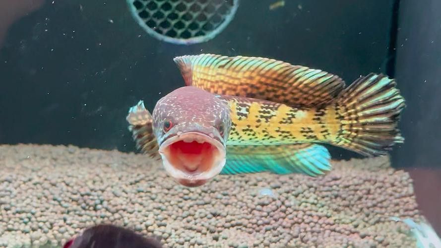 眼鏡蛇雷龍魚圖片