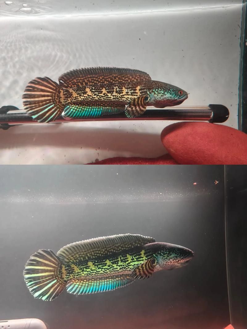 眼鏡蛇雷龍魚圖片