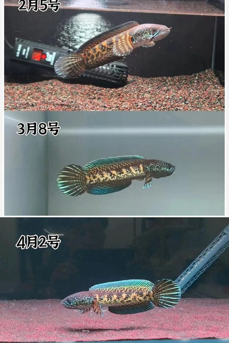 眼鏡蛇雷龍魚圖片