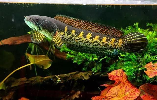 眼鏡蛇雷龍魚圖片