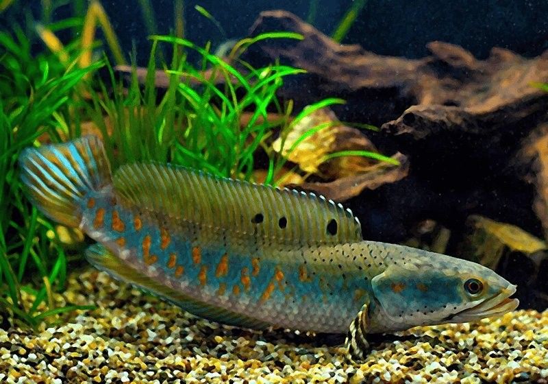 雷龍魚難養嗎