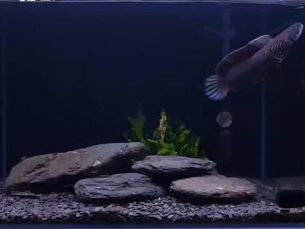幻彩藍寶石雷龍魚苗一個月能長多大