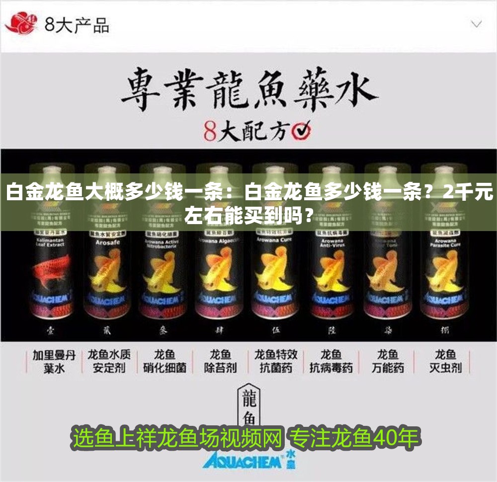 白金龍魚大概多少錢一條：白金龍魚多少錢一條？2千元左右能買到嗎？