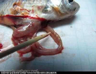 家里的龍魚死了（龍魚死亡的原因及處理方法） 家里的龍魚死了（龍魚死亡的原因及處理方法） 龍魚百科 第3張