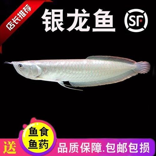 銀龍魚大的多少錢一條 銀龍魚大的多少錢一條 龍魚百科 第7張