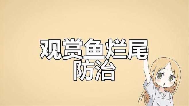 銀龍魚爛尾巴怎么治療好