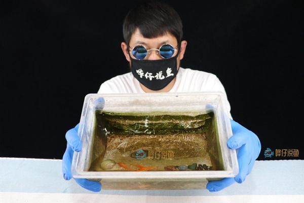 龍魚缸清理褐藻的工具魚（在龍魚缸中清理褐藻的工具魚）