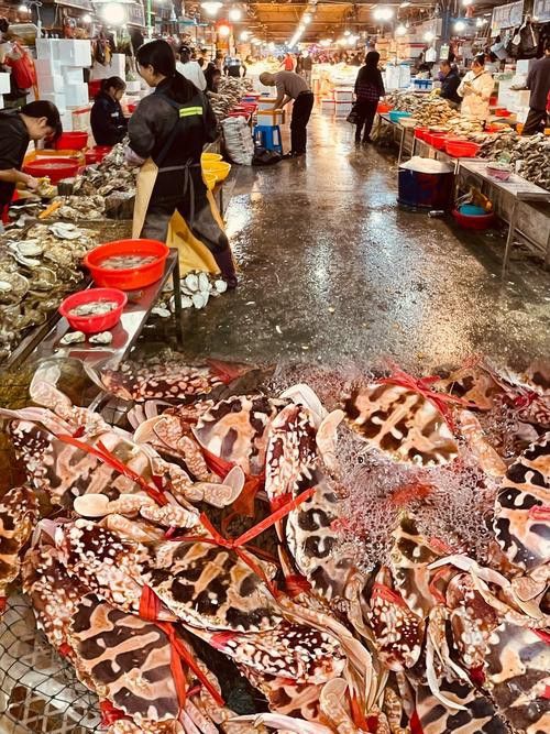 湛江龍魚批發(fā)市場在哪里有賣