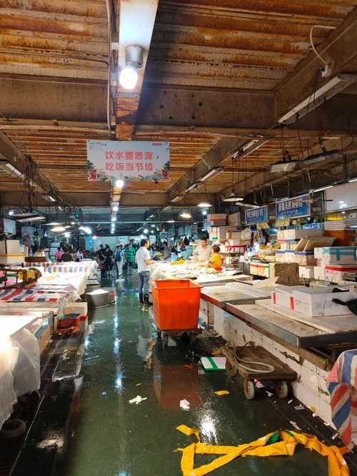 湛江龍魚批發市場在哪里有賣