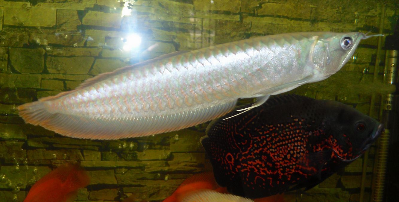 銀龍魚裝缸頂（銀龍魚撞缸可能是由多種因素引起的，以下原因及相應的解決方法）