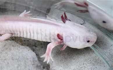 龍魚翹嘴怎么辦：關于龍魚翹嘴的一些處理方法