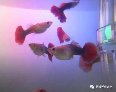 龍魚翹嘴怎么辦：關于龍魚翹嘴的一些處理方法