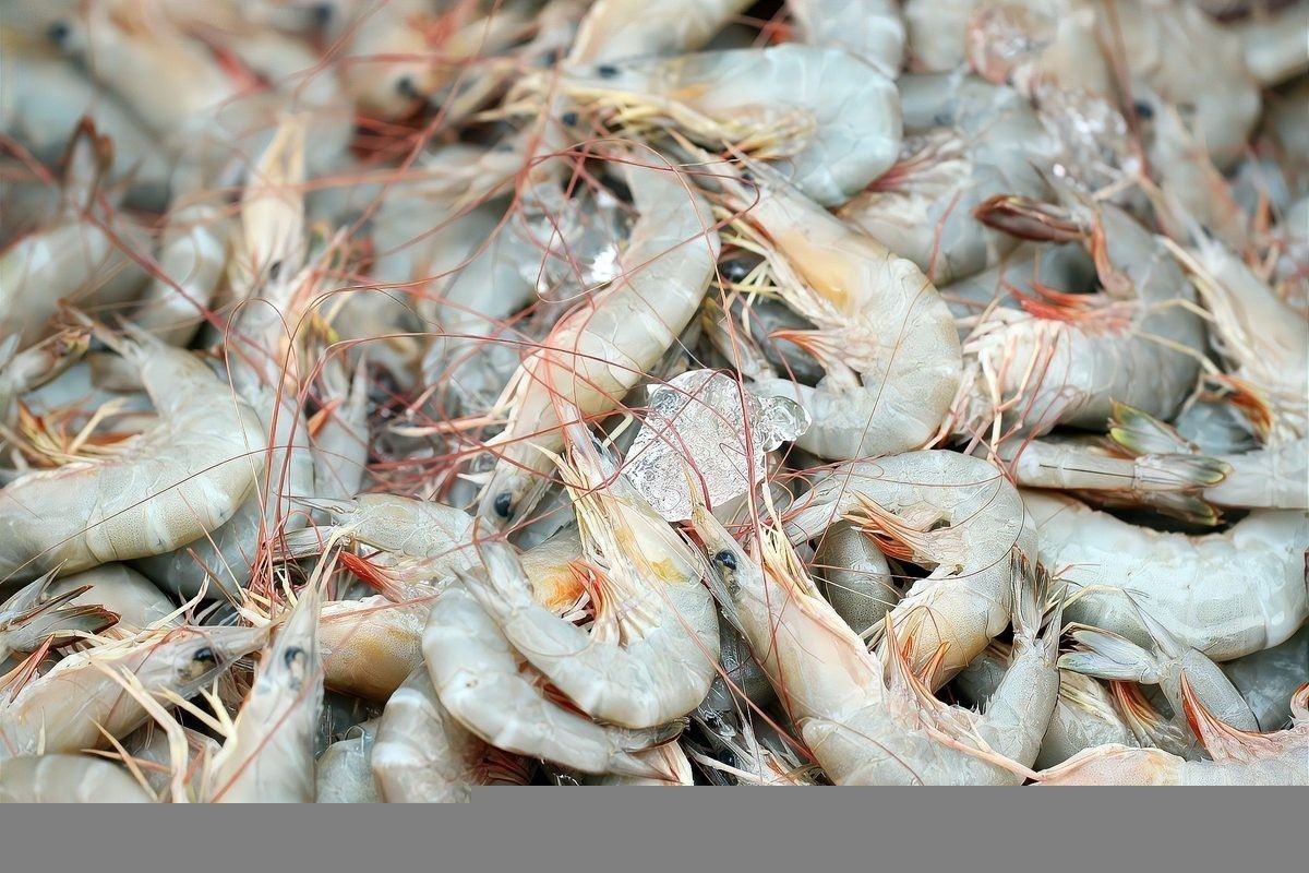 龍魚吃蝦時，蝦殼會被消化嗎？