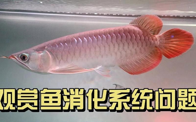 龍魚吃蝦時，蝦殼會被消化嗎？