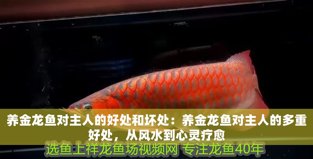 養(yǎng)金龍魚對(duì)主人的好處和壞處：養(yǎng)金龍魚對(duì)主人的多重好處，從風(fēng)水到心靈療愈