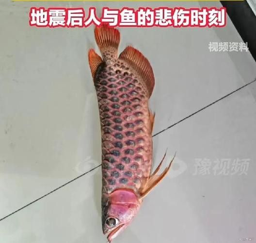 紅龍魚白天趴缸晚上好怎么回事啊圖片