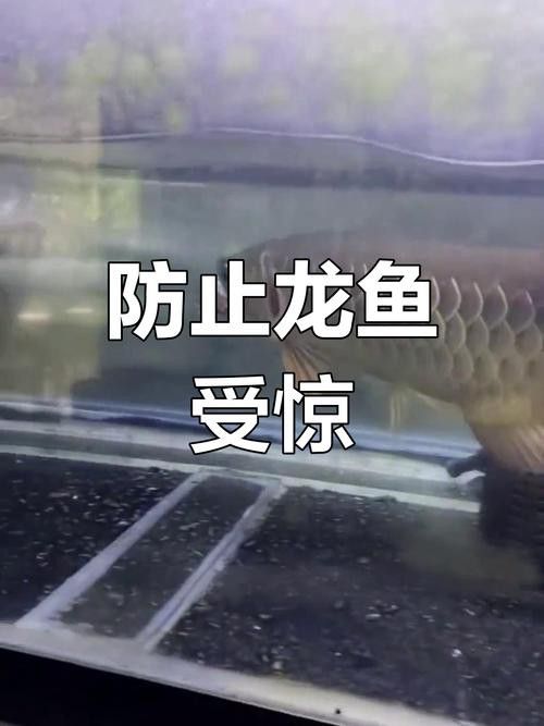 紅龍魚白天趴缸晚上好怎么回事啊圖片