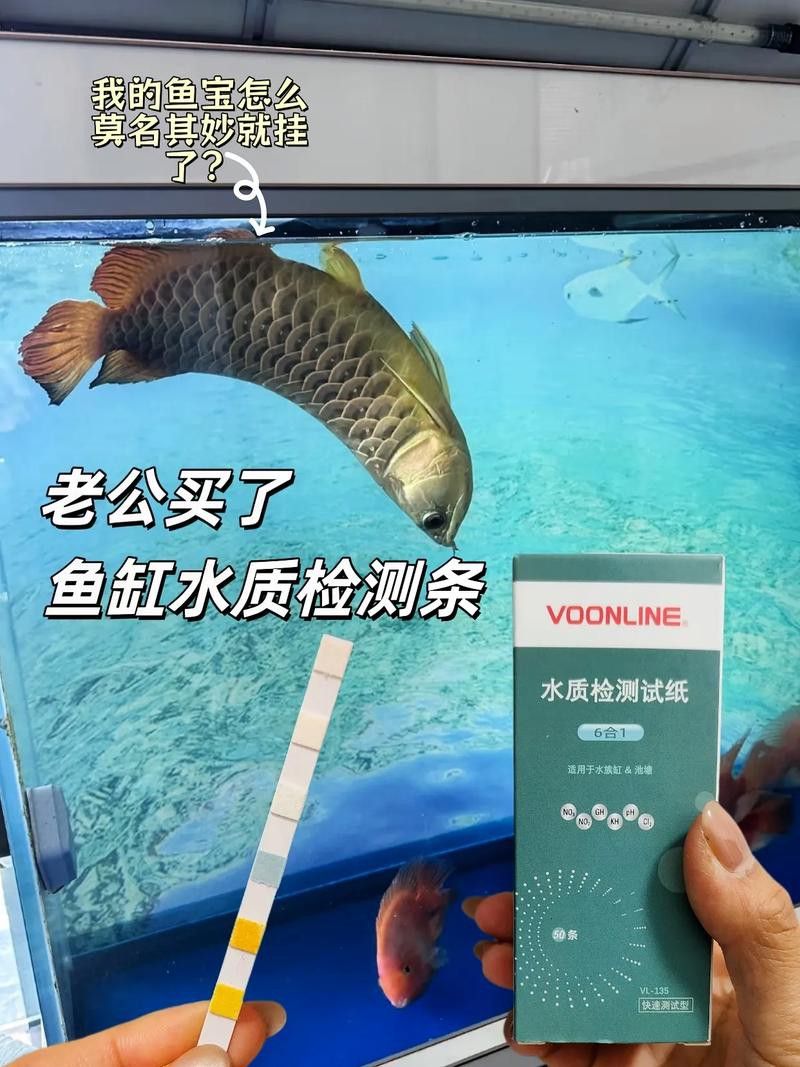 紅龍魚白天趴缸晚上好怎么回事啊圖片