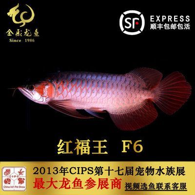 紅福王龍魚 萬福：紅福王龍魚價(jià)格是多少