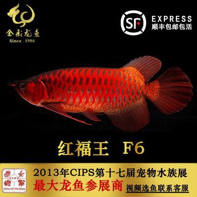 紅福王龍魚 萬福：紅福王龍魚價(jià)格是多少