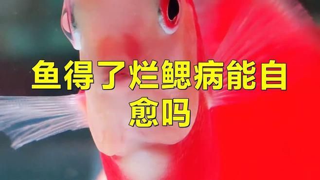 龍魚爛鰓病能完全治愈嗎？