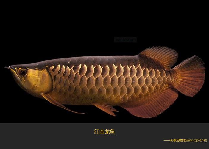 最貴的紅金龍魚(yú)品種