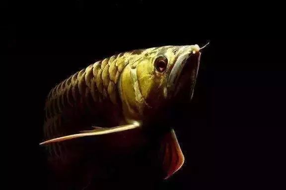 龍魚鱗片被腐蝕用什么藥（治療龍魚鱗片被腐蝕的方法）