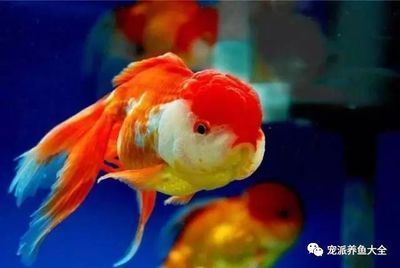 龍魚和金魚的區別在哪里：龍魚與金魚的區別 龍魚和金魚的區別在哪里：龍魚與金魚的區別 龍魚百科 第5張