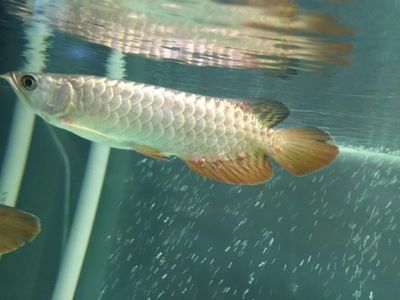 龍魚苗一個月能長多大啊：金龍魚苗在一個月內(nèi)的生長速度受到多種因素影響因素