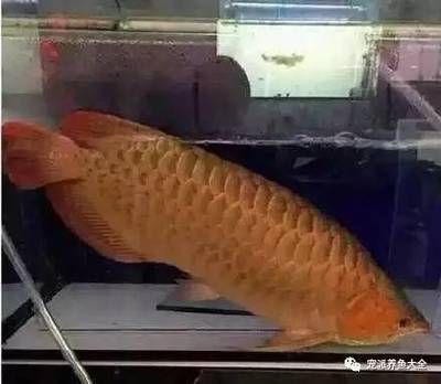 品相好的龍魚多少錢