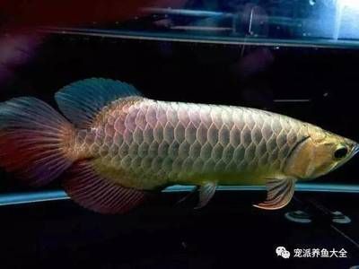 給龍魚買的小魚怎么消毒的：鹽水消毒后的飼養(yǎng)技巧