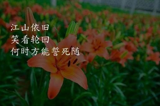 龍魚為什么彎著身子不動