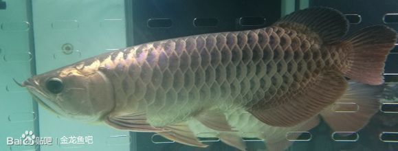 龍魚(yú)眼睛有白膜怎么辦也不吃了怎么回事，龍魚(yú)眼睛出現(xiàn)白膜且不吃食可能是由多種原因引起的