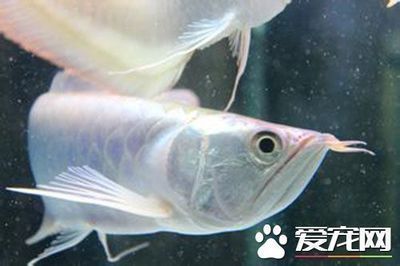 養(yǎng)銀龍魚需要注意哪些方面：養(yǎng)銀龍魚的注意事項