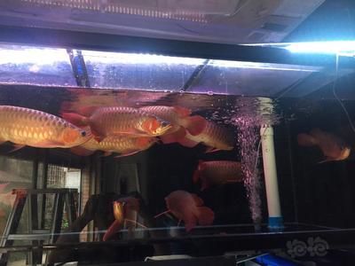 紅龍魚與紅龍魚混養指南熱帶魚混養指南熱帶魚混養指南：富多彩是一種受歡迎的觀賞魚