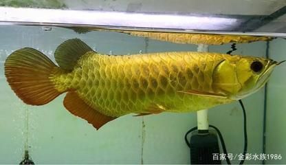 金龍魚的擺放位置在哪（如何根據八字擺放金龍魚） 金龍魚的擺放位置在哪（如何根據八字擺放金龍魚） 龍魚百科 第1張