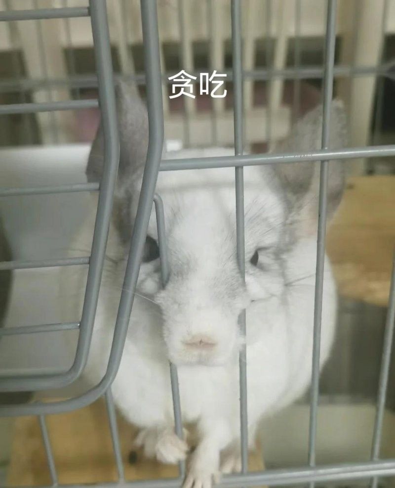龍貓的醫療費用大概是多少？ 龍貓的醫療費用大概是多少？ 龍魚百科 第2張