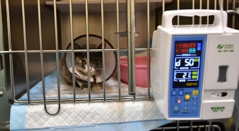 龍貓的醫療費用大概是多少？ 龍貓的醫療費用大概是多少？ 龍魚百科 第6張