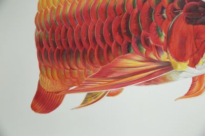 金龍魚白圖片面【金龍魚白圖片面分析關鍵詞金龍魚白圖片面分析關鍵詞】