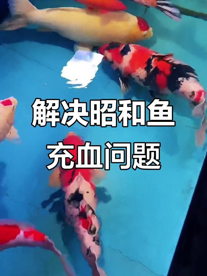 紅龍養(yǎng)殖環(huán)境的最佳條件 龍魚百科 第6張 紅龍養(yǎng)殖環(huán)境的最佳條件 紅龍養(yǎng)殖環(huán)境的最佳條件 龍魚百科 第6張