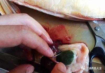 龍魚撞缸嘴巴受傷了：針對龍魚撞缸嘴巴受傷的處理方法