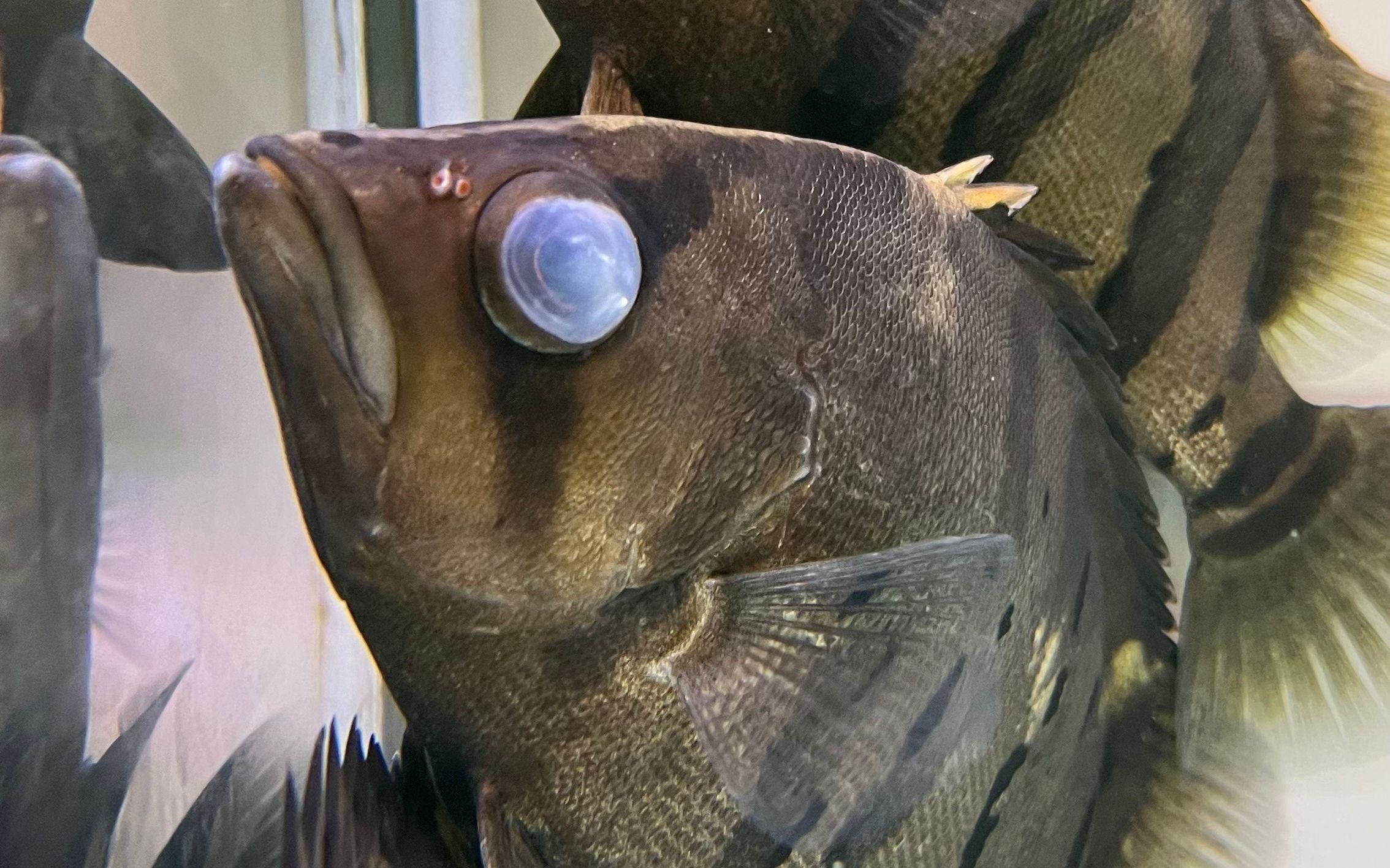 如何判斷雷龍魚蒙眼是否嚴重？ 如何判斷雷龍魚蒙眼是否嚴重？ 龍魚百科 第2張