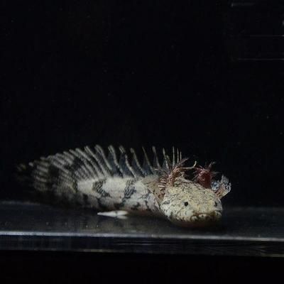 奈及利亞恐龍魚 奈及利亞恐龍魚 龍魚百科 第1張