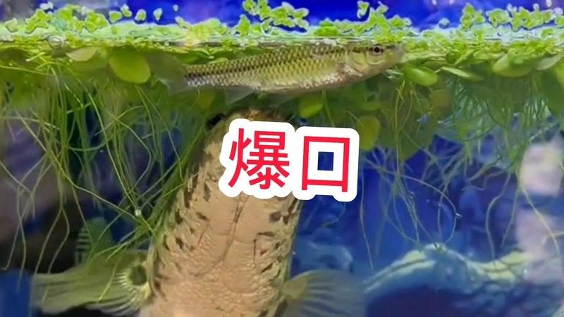 雷龍魚大戰食人魚