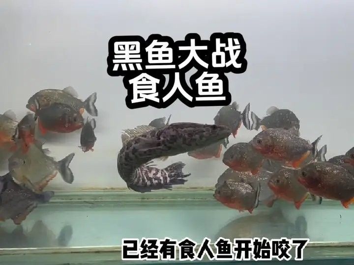 雷龍魚大戰食人魚
