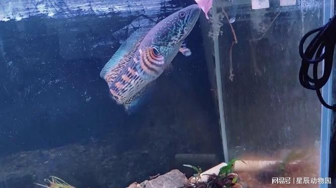 雷龍魚大戰食人魚