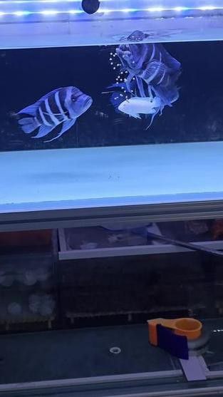 藍色龍魚圖片欣賞圖